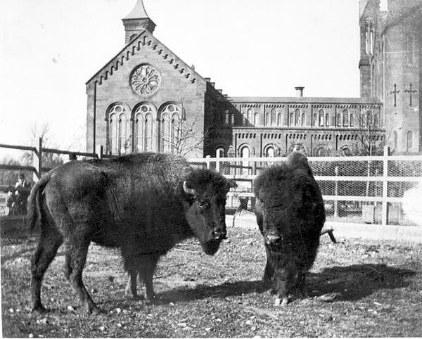 Bison1.jpg