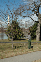 Arborists on the Mall