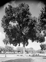 Jefferson Elm